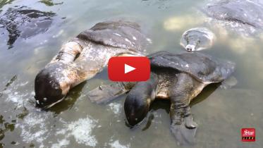 turtles.jpg