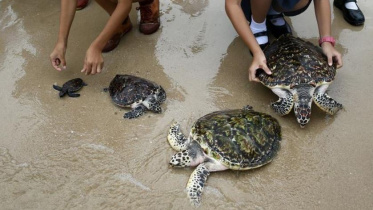 turtles.JPG
