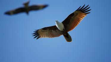 Urban Birds1.jpg