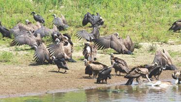 vultures.jpg
