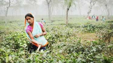 wages-tea-workers.jpg