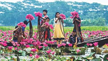 water lilies.jpg