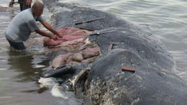 whale-web.jpg