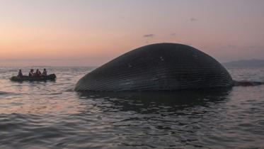 whale.jpg