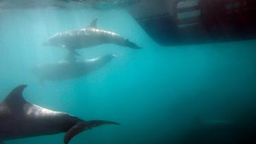 Whales--2WB.jpg