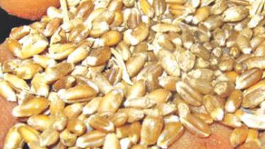 wheat.jpg