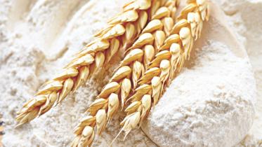 Wheat.jpg