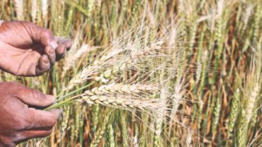 wheat.jpg