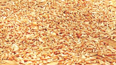 wheat.jpg