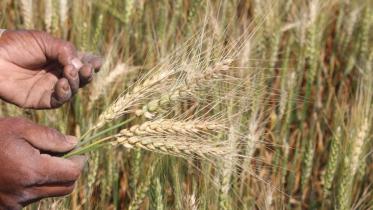 Wheat