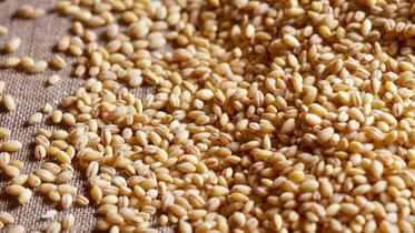 wheat new.jpg