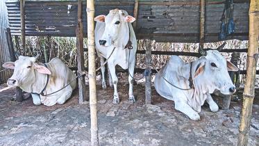 white cow.jpg