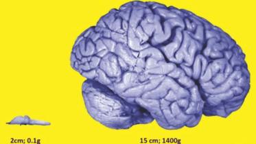 Why we are smarter