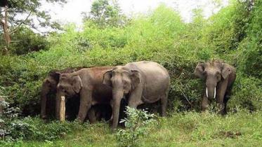 wild-elephant wb.jpg