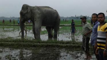 wild-elephantWB.jpg