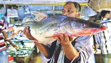 Wild Fish 1.jpg