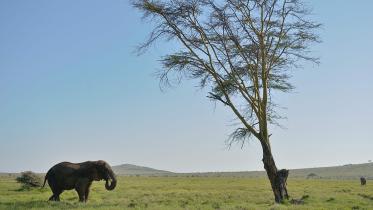 wildlife_AFP.jpg