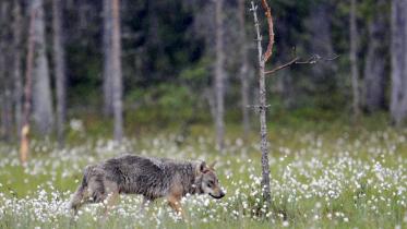 wolf.jpg