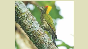 woodpeckars.jpg