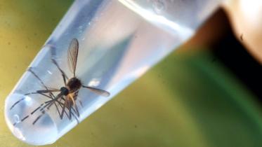 Aedes aegypti mosquito, Zika virus