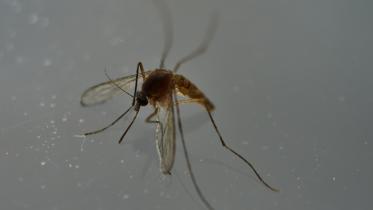 Zika,Emergency, Latin America, spread by mosquitoes,Puerto Rico,US territory,US Health and Human Services, Sylvia Burwell,