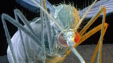 Zika-Fever-1WB.jpg