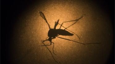 Zika-mosquito-web.jpg