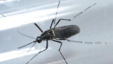 Zika virus, aedes aegypti