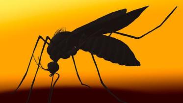 Zika vaccine, US scientists, Zika outbreak, Zika virus, molecular virology, University of Nottingham, University of Westminster, Dr Ed Wright,