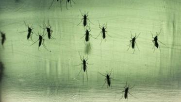 Zika-virus-BBC.jpg