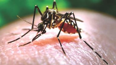 zika.jpg