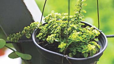 Hanging gardens 