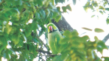 bird.jpg