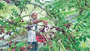 black-plum.jpg