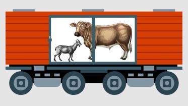 BR to run cattle trains June 12-14 ahead of Eid