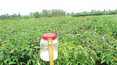panchagarh-sadar-upazila.jpg
