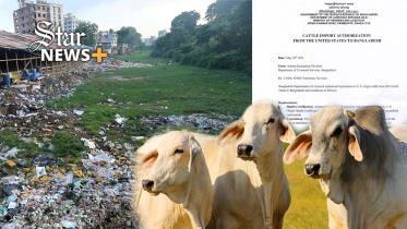 Sadeeq Agro Illegal Brahman cow import Bangladesh