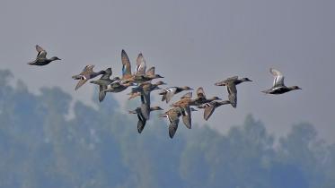 a-beel-for-birds1.jpg