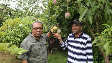 purbachal-mango-garden.jpg