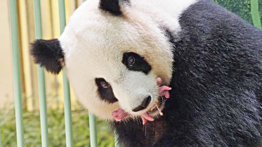beauval-zoo.jpg