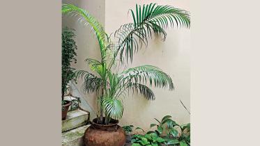 plant.jpg