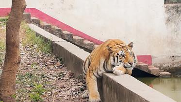 tiger_29.jpg
