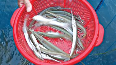 kaika-fish.jpg