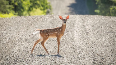 deer.jpg