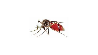 dengue-aedes.jpg