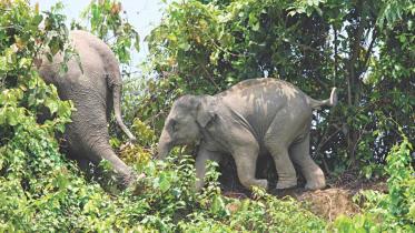 elephant-poaching.jpg
