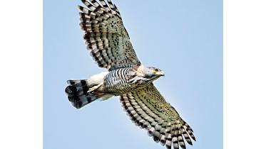 goshawks.jpg