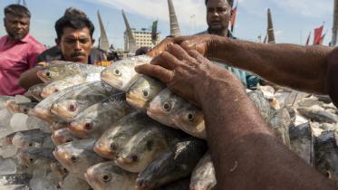 ilish_5.jpg
