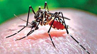 dengue.jpg