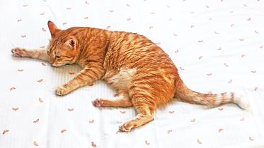 cat1.jpg